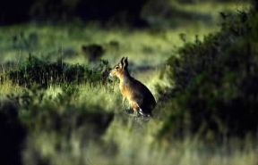 MarÃ . Esemplare di Dolichotis patagonum.De Agostini Picture Library/P. Jaccod